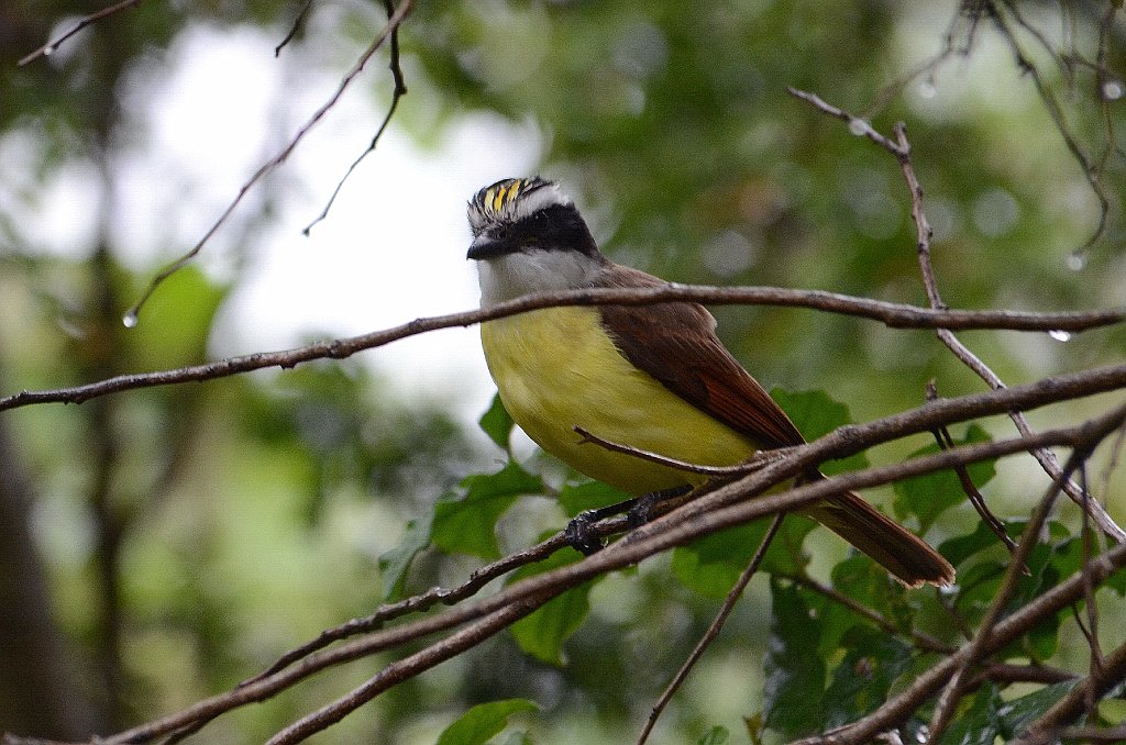 Flycatcher, Great Kiskadee, 2013-01094082 Santa Ana NWR, TX.JPG - Great Kiskadee. Santa Ana National Wildlife Refuge, TX, 1-9-2013